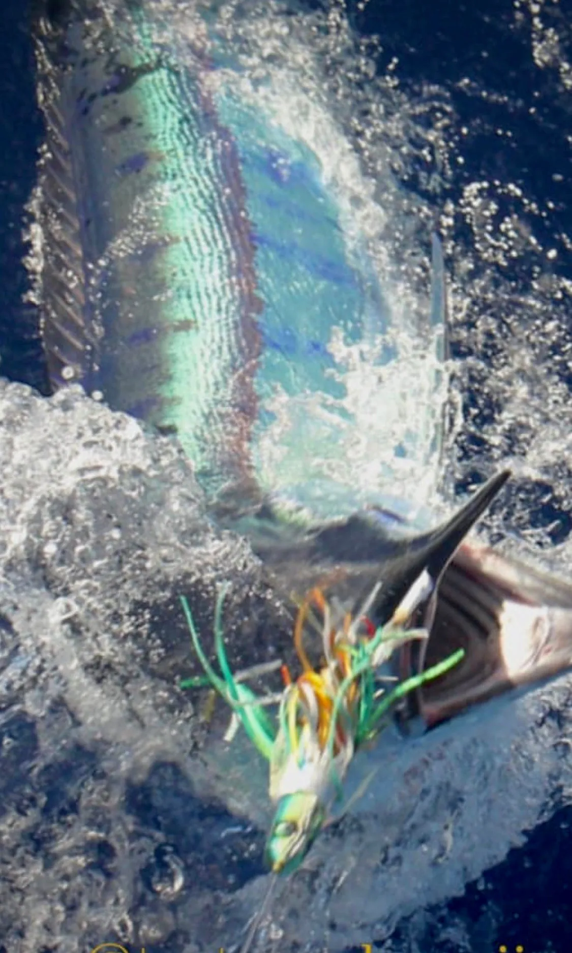 7" Ali'i Fish Series:: Alive Opelu